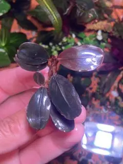 ブセファランドラ sp. Mini Coin 30x20cm ブセファランドラ スーパー