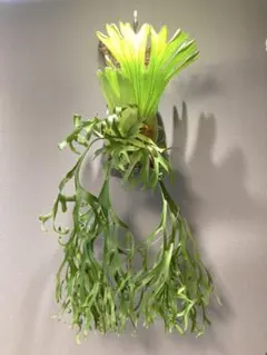 P.Coronarium 'Thailand Dwarf' 美形大型 ビカクシダ P.Coronarium 'Thailand Dwarf' 美形大型 ビカクシダ - メルカリ