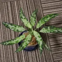 Aglaonema Pictum Padang TK - メルカリ
