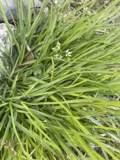 熊本県産　木の芽　100枚以上 熊本県産 木の芽 100枚以上 - メルカリ