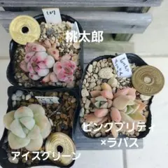 rinorio2000様 リクエスト 2点 まとめ商品