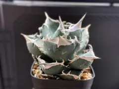 陽炎】アガベエボリスピナ /鋸歯4cm/プレステラ90深鉢 - メルカリ
