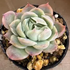 2026年最新】メキシコポルデンシスの人気アイテム - メルカリ