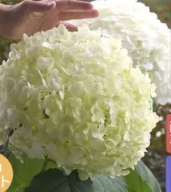 紫陽花苗　ネコポス発送のサムネイル