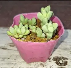 2026年最新】レーマニーの人気アイテム - メルカリ