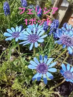 biora様 リクエスト 2点 まとめ商品