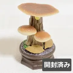 シイタケ　きのこ立体図鑑2　カプセルトイ　ガチャポン