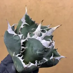 アガベ　SAD ☆低重心☆超強棘美株☆タグ付き☆抜き苗 2025年最新】アガベSADの人気アイテム - メルカリ