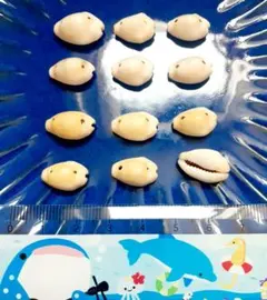 超激レア！沖縄離島産天然ピカピカのタカラガイ - メルカリ