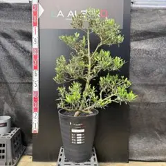 AL1312】オリーブの木 切り吹かし〜 - メルカリ