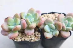 多肉植物 パープルボンボン カット苗 つぶつぶ ぷくぷく レア 人気