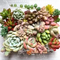 多肉植物 カット苗詰め合わせ 寄せ植えセット 《78》 エケベリア 多肉弁当