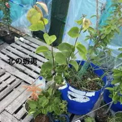 りんご苗木 津軽 王林セット 3年 - メルカリ