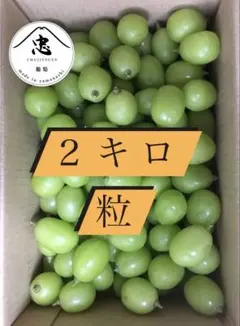 完熟シャインマスカット 9房5kg以上｜糖度17度以上｜朝採れ・同日出荷
