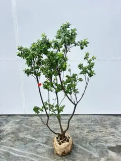 ジングウミツバツツジ/神宮三葉躑躅【現品発送】管理80690 - メルカリ