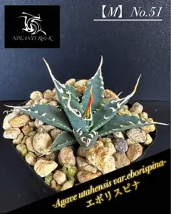 2025年最新】エボリスピナ陽炎の人気アイテム - メルカリ