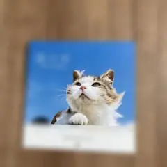 猫カレンダー 2026年