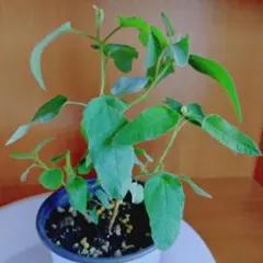 レモンユーカリ