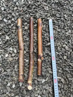 白樺 天然木 丸太 枝 DIY 素材 3本セット