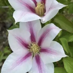 476＊☘️ななちゃんママ様 リクエスト 3点 まとめ商品