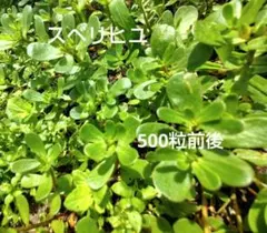 スベリヒユ 種 500粒前後