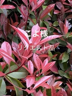 こよ様リクエスト品