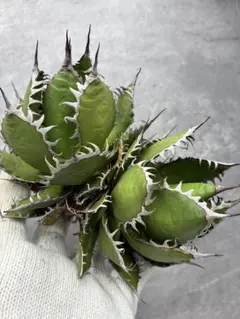 2025年最新】アガベ ホリダの人気アイテム - メルカリ