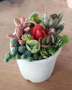 ⭐カット苗【 寄せ植えセット 】現物 多肉植物 セダム