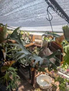 2025年最新】ベイチーレモイネイの人気アイテム - メルカリ