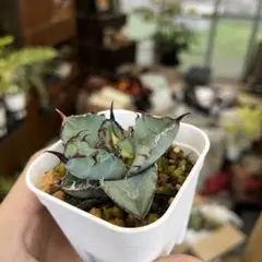 2025年最新】アガベBBの人気アイテム - メルカリ