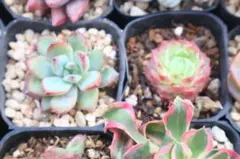 2026年最新】リンゼアナの人気アイテム - メルカリ