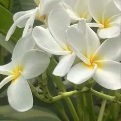 専用です　　　　　　　　セントジェームス ネップウェッソン　ネイビー　T3 SM