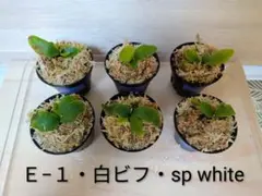 Ｅ−１・白ビフ・sp white｜幼苗｜第四種郵便のサムネイル