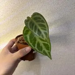 Anthurium AOS✖️RVDP斑入り - メルカリ