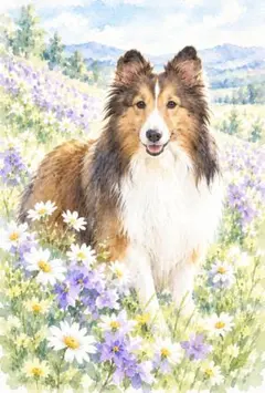 シェットランドシープドッグ　犬　シェルティ　わんこ　イラスト　水彩画風　D526