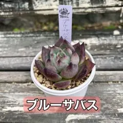 2025年最新】モキ苗の人気アイテム - メルカリ