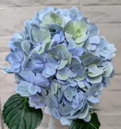 メル85316 輸入アジサイ 8苗 2025年最新】輸入アジサイ 苗の人気アイテム - メルカリ