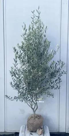 現品】オリーブの木 品種： チプレシーノ（シプレシーノ）10号 2F番