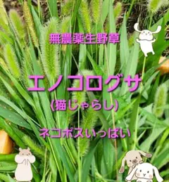 野草 エノコログサ 観賞用 園芸用 猫じゃらし 牧草 生牧草 ネコポス 