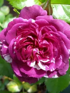 aya様 リクエスト 3点 まとめ商品