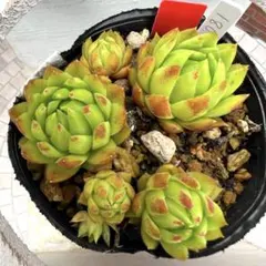 多肉植物 ジョビバルバヒルタエメラルドスプリング No.180【赤