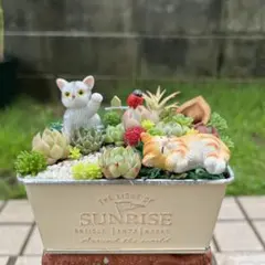 ❤️多肉植物❤️そのまま飾れる寄せ植え❤️2点セット❤️ - メルカリ