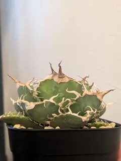 2026年最新】オアハカ 子株の人気アイテム - メルカリ