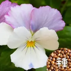 ビオラ ソルベ ピンクウィング 種のサムネイル