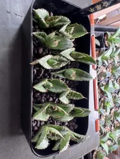 TAMI 0220様 リクエスト 4点 まとめ商品