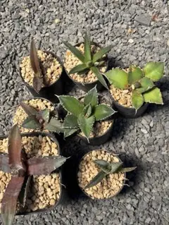 チタノタ3種セット♩鉢ごと発送 ネームタグ付 - メルカリ