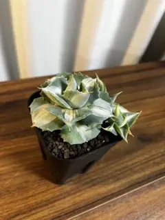 2026年最新】王妃雷神白中斑の人気アイテム - メルカリ