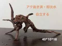 HX-316 流木 マシンガンウッド ホーンウッド アクアリウム ブランチ
