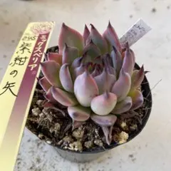 2025年最新】ミックスベリアの人気アイテム - メルカリ