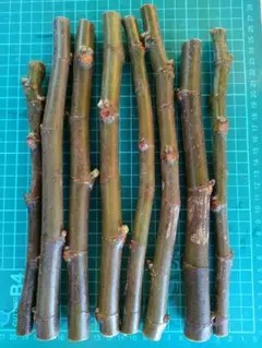 2025年最新】イチジク穂木の人気アイテム - メルカリ